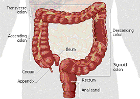Diagram of intestine