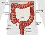 Diagram of bowel